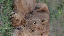 Vertical Closeup Of A Lion Licking A Baby Sleeping Lion On A Grass Field