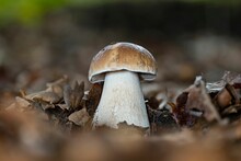 Closeup Of A Fresh Boletus Edulis Porcini Mushroom