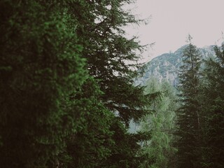 Poster - Beautiful evergreen forest in the mountains