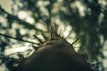 Low-angle view of tree bark with short branches - a good match for mystic backgrounds