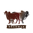 brahman couple cattle logo, silhuoette of red healthy cow standing vector illustrations