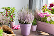 Planting autumn flowers in pots, decorating a balcony or terrace in autumn, heather planting, chrysanthemums and impatiens, rosemary and pepper