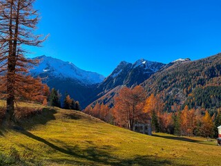 Wall Mural - Scenic view of yellow fields and trees in autumn with hills and snowy mountains against a blue sky