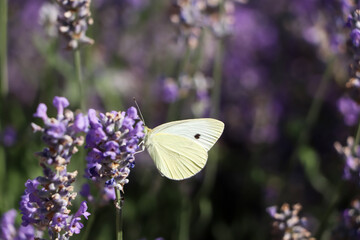 Poster - Beautiful butterfly in lavender field on sunny day, closeup