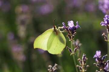 Poster - Beautiful butterfly in lavender field on summer day, closeup