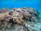 Fototapeta Do akwarium - Big Broomtail wrasse (Cheilinus lunulatus) at coral reef..