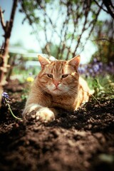 Poster - Vertical shot of a chubby ginger gat lying on soil