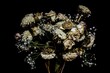 Closeup shot of dried wilting flowers on a black background