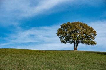 Single tree growing on a field under a blue sky