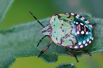 Wall Mural - Horizontal closeup on a colorful nymph of the Southern green shieldbug, Nezara viridula