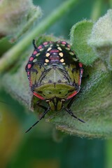 Poster - Vertical closeup on a colorful nymph of the Southern green shieldbug, Nezara virudula