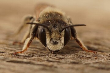 Sticker - Frontal closeup on a male White-sectioned leafcutteer bee , Megachile albisecta