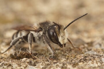 Canvas Print - Closeup on a male white-sectioned leafcutter bee, Megachile albisecata