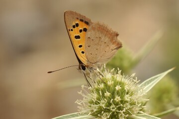 Canvas Print - Closeup on a Mediterranean small copper butterfly, Lycean phlaeus sitting on a field Eryngo