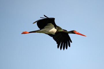 Wall Mural - flying Black Stork // fliegender Schwarzstorch (Ciconia nigra)