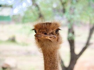 Sticker - Closeup of the head of a beautiful brown Ostrich with a blurred background