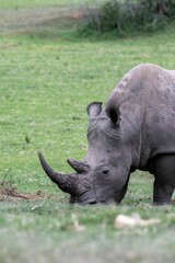 Sticker - Closeup shot of a white rhino grazing the grass