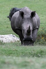 Sticker - Closeup shot of a white rhino grazing the grass