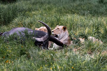 Wall Mural - Lionesses with prey lying on the grass