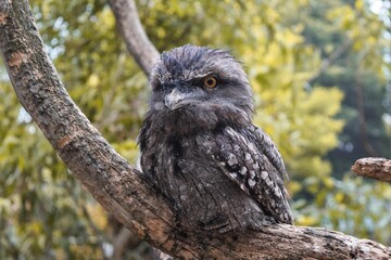 Wall Mural - Closeup of a tawny frogmouth (Podargus strigoides) perched on a tree branch