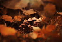 Mushroom Caps Amid A Pile Of Brown Leaves On The Forest Floor On A Fall Day In Germany.