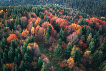 Wall Mural - aerial view of beautiful colorful autumn forest in ukraine. top view from drone of red and orange tr