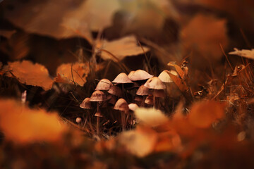 Mushroom caps amid a pile of brown leaves on the forest floor on a fall day in Germany.