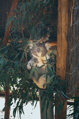 Sticker - Vertical shot of a koala in a eucalyptus tree - Phascolarctos cinereus