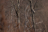 Fototapeta Zwierzęta - puszczyk uralski