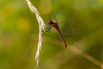 Sticker - Closeup shot of a dragonfly sitting on plant stem on sunny day in park on blurry background