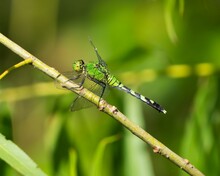 Closeup Shot Of A Green Female Eastern Pondhawk Dragonfly On A Branch