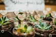 Small succulent wedding favors potted plant