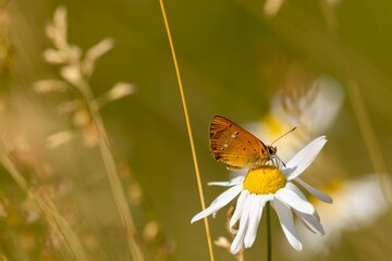 Poster - Closeup of scarce copper butterfly on daisy flower in field under sunlight on blurry background