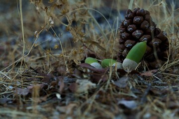 Sticker - green acorns on a pine cone in the forest