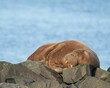 Closeup shot of a brown arctic walrus laying on the rocks in Seahouses Harbor, Northumberland, UK