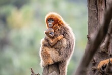 Red Howler Monkey Mother Carrying Her Baby