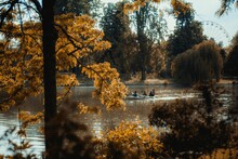 Group Of People In A Kayak Driving On A Lake Seen Through Autumn Trees