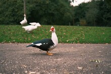 Muscovy Duck Standing On A Paved Sidewalk With Three White Gooses, Grass And Trees In The Background