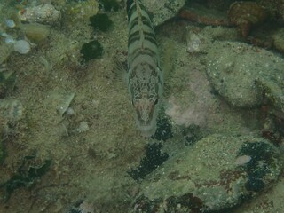 Wall Mural - Underwater shot of a Comber fish on a reef