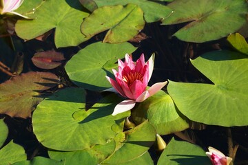 Poster - Purple water lily blossom growing on the lake