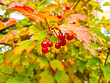 Ripe red viburnum berries on a branch with colored leaves. Autumn season.