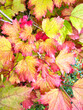 Viburnum branch with colored leaves. Autumn season.