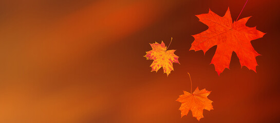 Wall Mural - Fall maple leaves for black friday sale and Halloween seasonal price drop. Red maple leaves isolated on dark background.	

