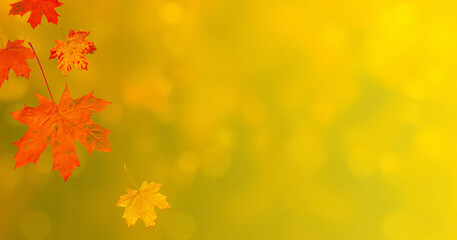 Wall Mural - Falling red maple leaves glow in sunlight on autumn background for black friday and halloween seasonal price drop.