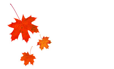 Wall Mural - Falling maple leaves for black friday sale and Halloween seasonal price drop. Red maple leaves isolated on white background.