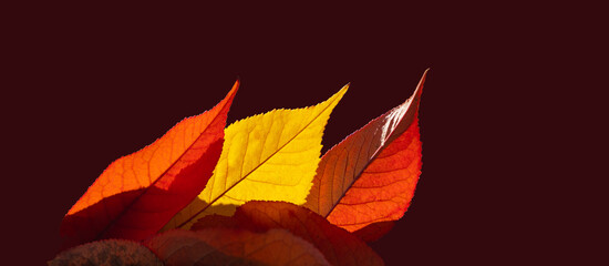 Wall Mural - Yellow and red autumn leaves glow in the sun isolated on dark background.	