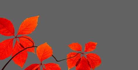Wall Mural - Branch with red autumn leaves glow in the sun, isolated on gray background.