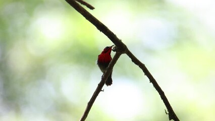 Beautiful Red Crimson Sunbird on tree branch