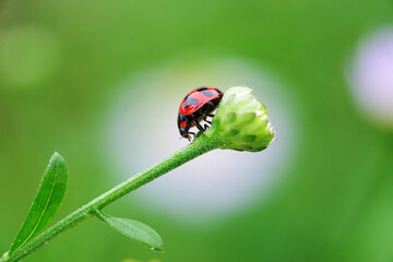 Wall Mural - A ladybug on the green bud flower