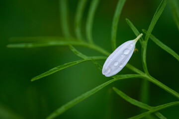 Wall Mural - A white fallen petal on the green leaves